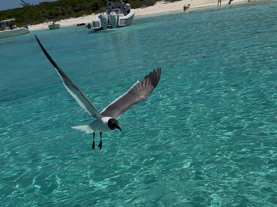 Coastline Adventures Exuma-大埃克苏马必去景点