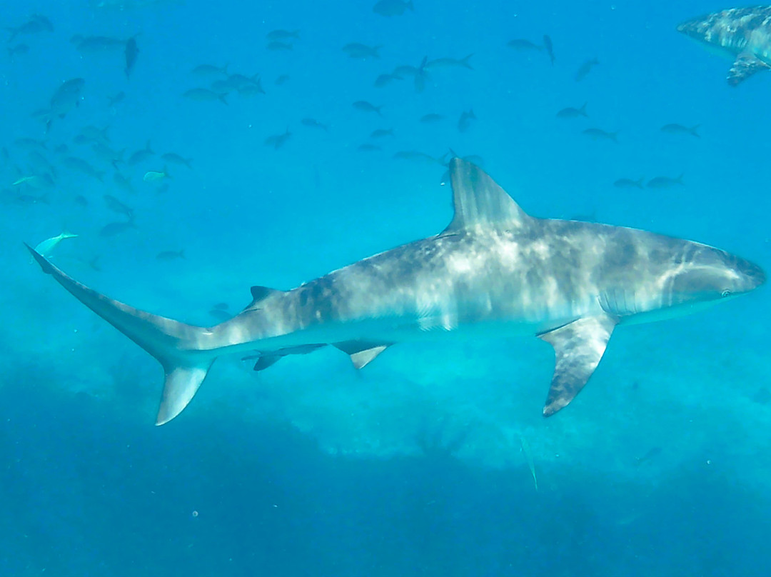 Neal Watson's Bimini Scuba Center-Alice Town必去景点