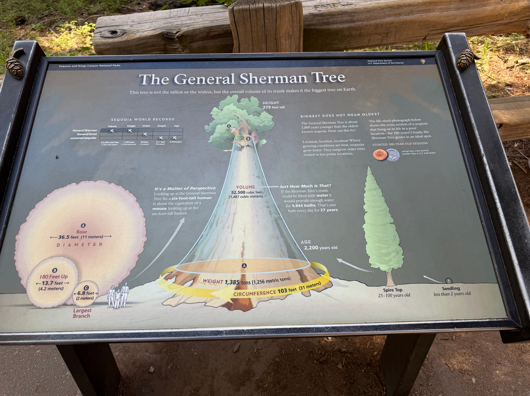 Sequoia National Park-维塞利亚必去景点