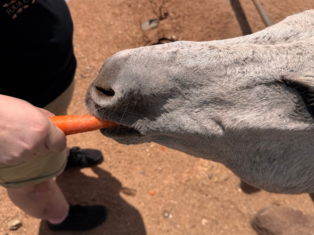 Donkey Sanctuary Aruba-Santa Cruz必去景点