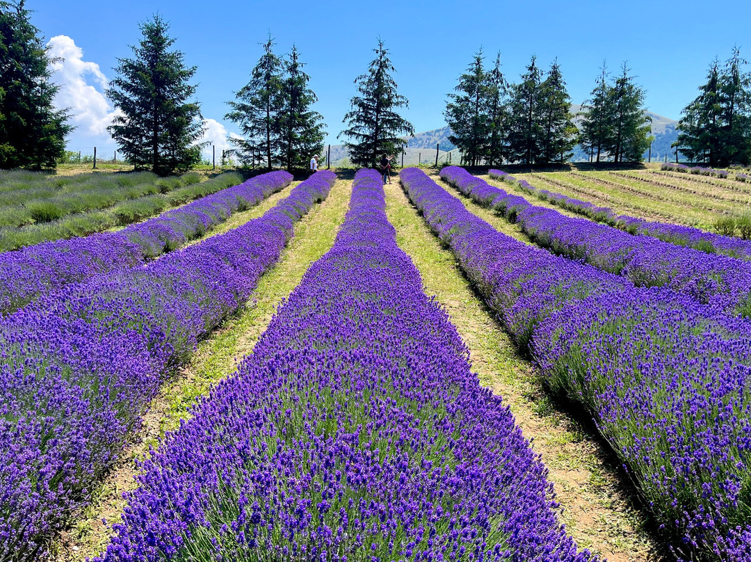 Parco Della Lavanda-Campotenese必去景点