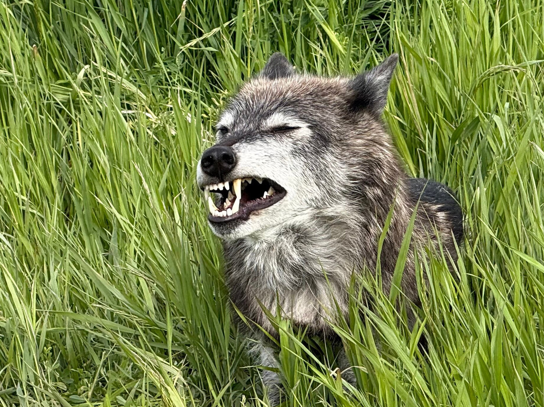Howlers Inn Bed & Breakfast and Wolf Sanctuary主图