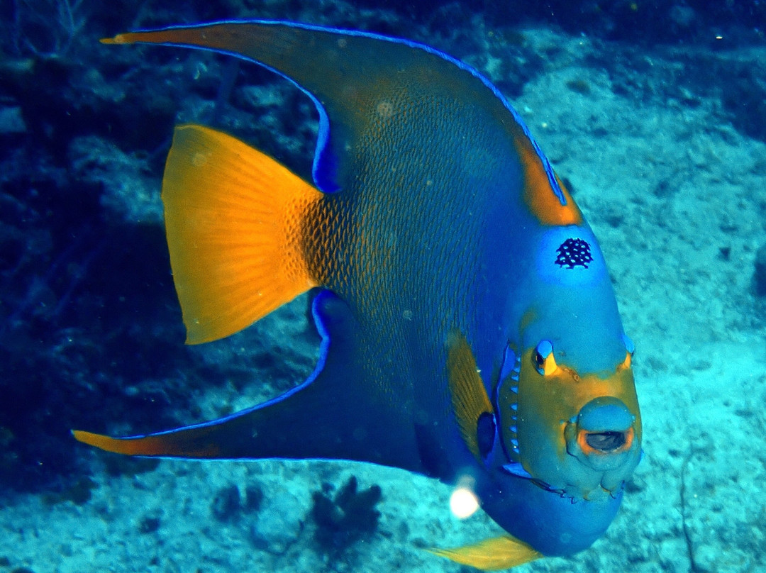 Scuba Life Cozumel-San Miguel de Cozumel必去景点