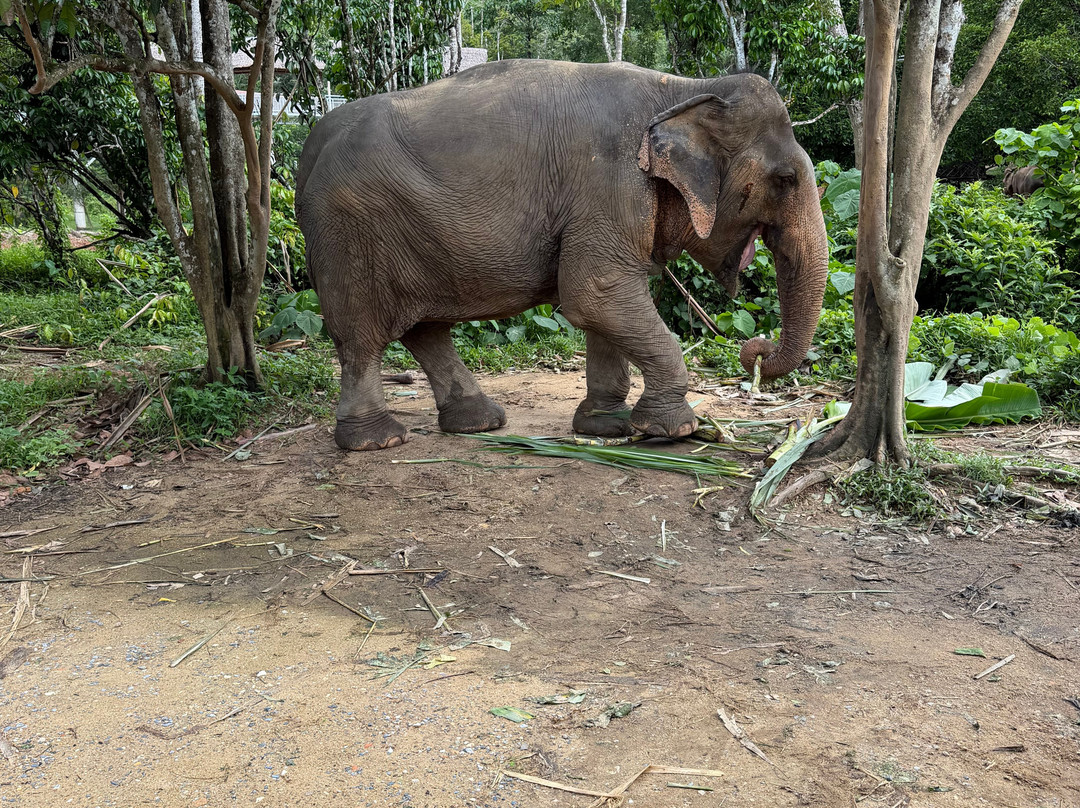 Phuket Elephant Sanctuary-普吉岛必去景点