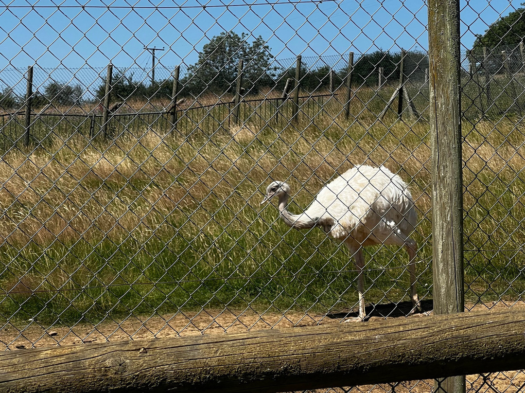 Water Fowl Sanctuary and Children's Farm-班伯里必去景点