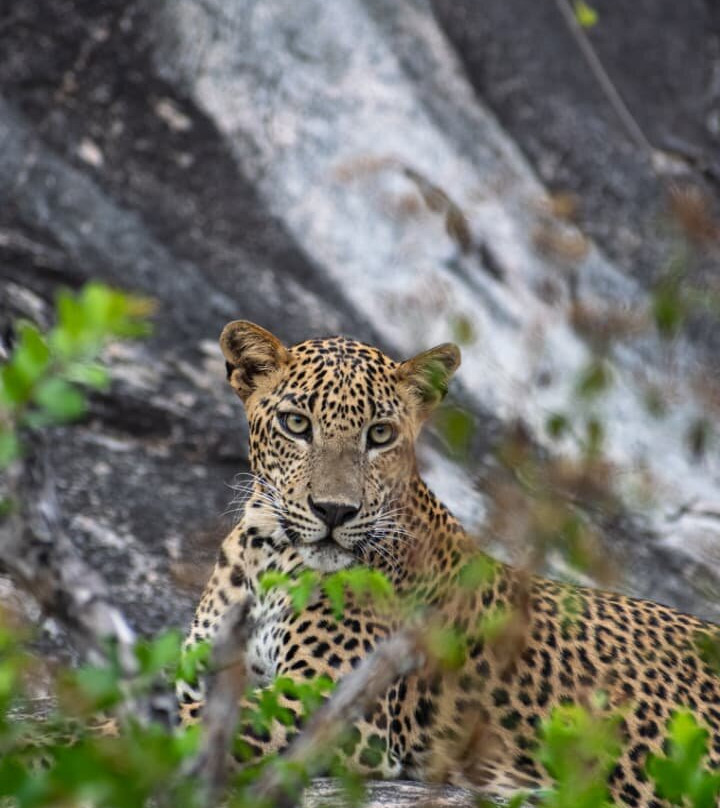 Safari Panama Sri Lanka-Panama必去景点
