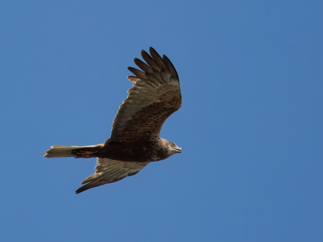 Birds Of Poole Harbour Events-普尔必去景点