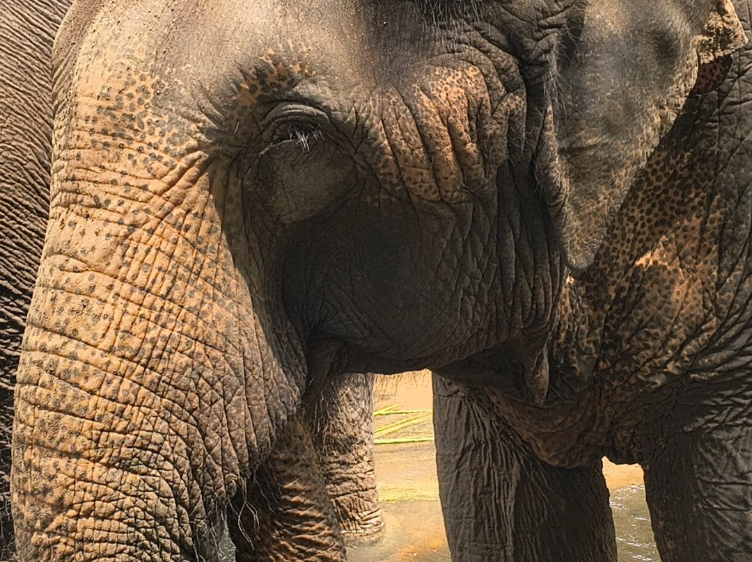 Elephant Freedom Project-凯格勒 必去景点