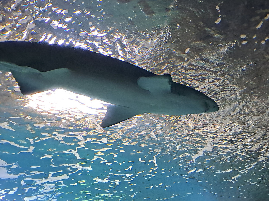 Aquarium La Rochelle-拉罗谢尔必去景点