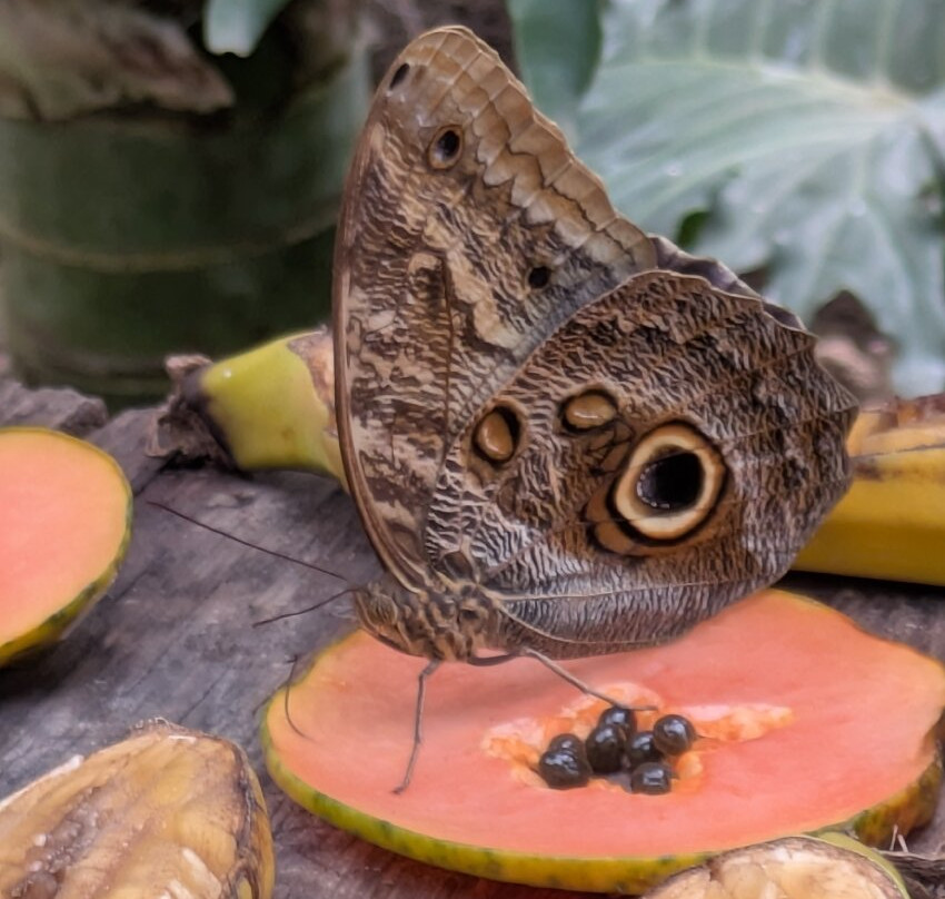 Butterfly Park-Castello d'Empuries必去景点