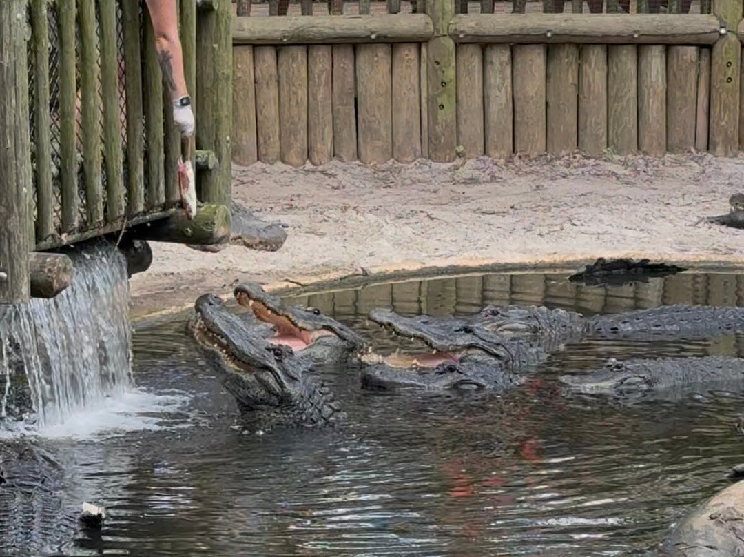 St. Augustine Alligator Farm Zoological Park-圣奥古斯丁必去景点
