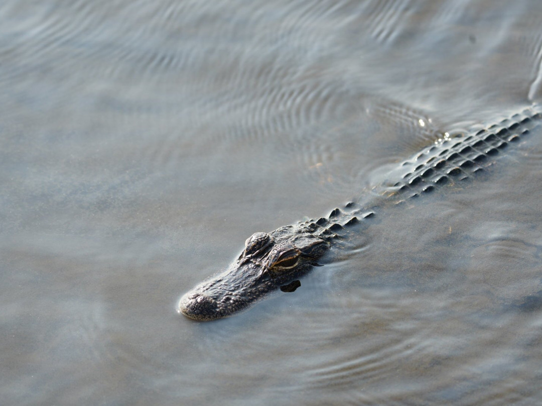 Airboat and Gator Charters-De Leon Springs必去景点