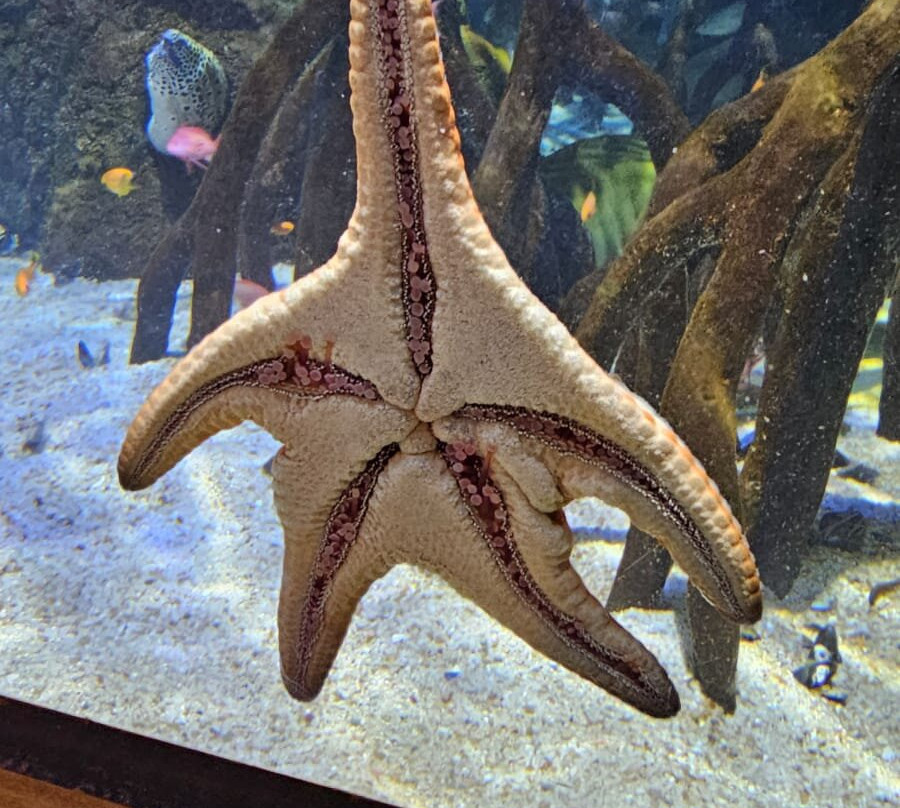 Weymouth SEA LIFE Adventure Park-韦茅斯必去景点