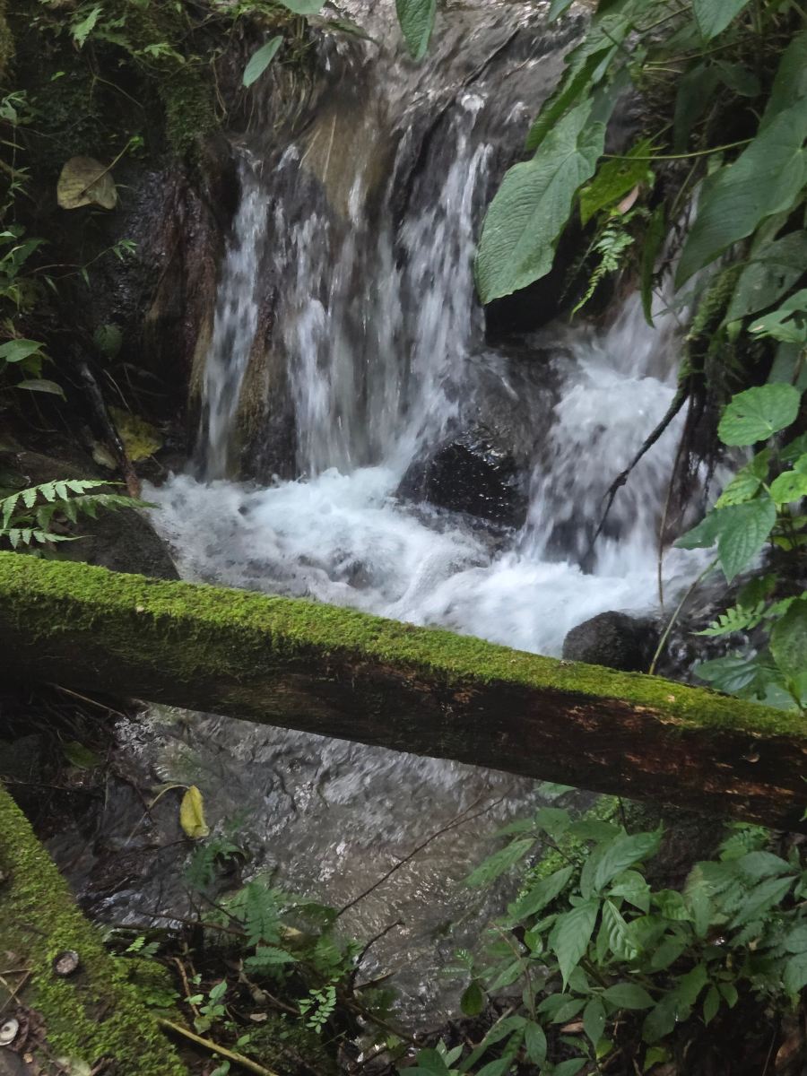 Mount Totumas Cloud Forest-旅行者