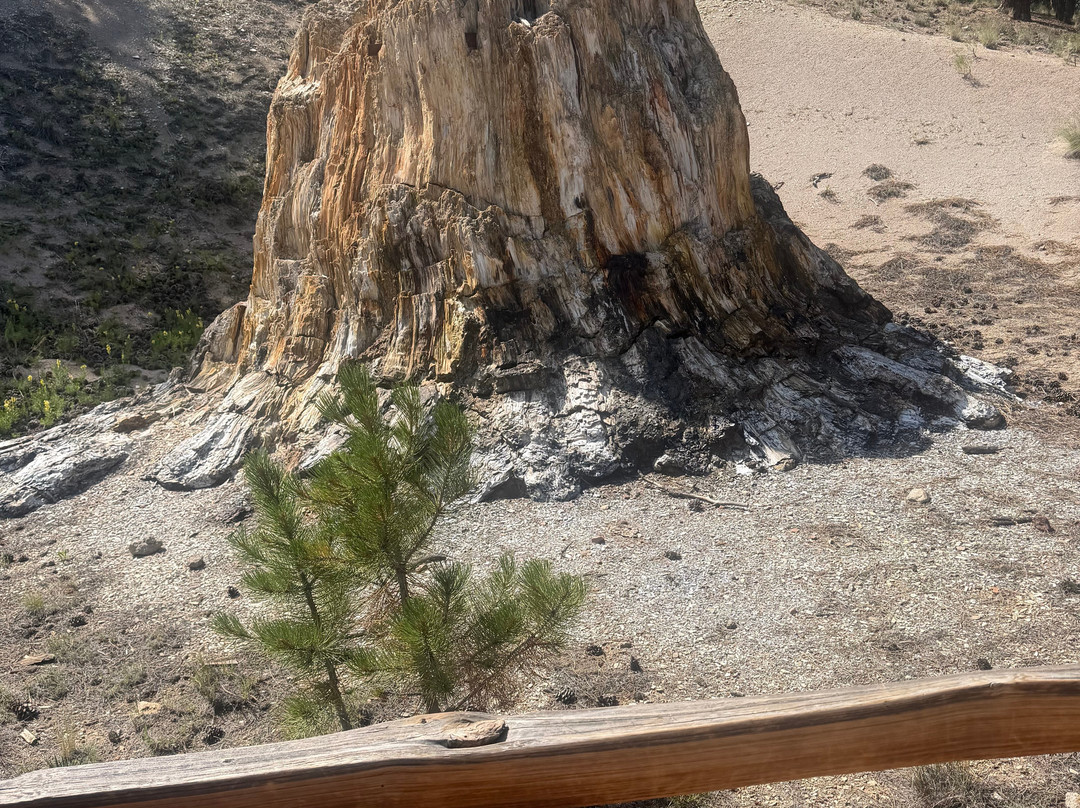 Florissant Fossil Beds National Monument-Florissant必去景点