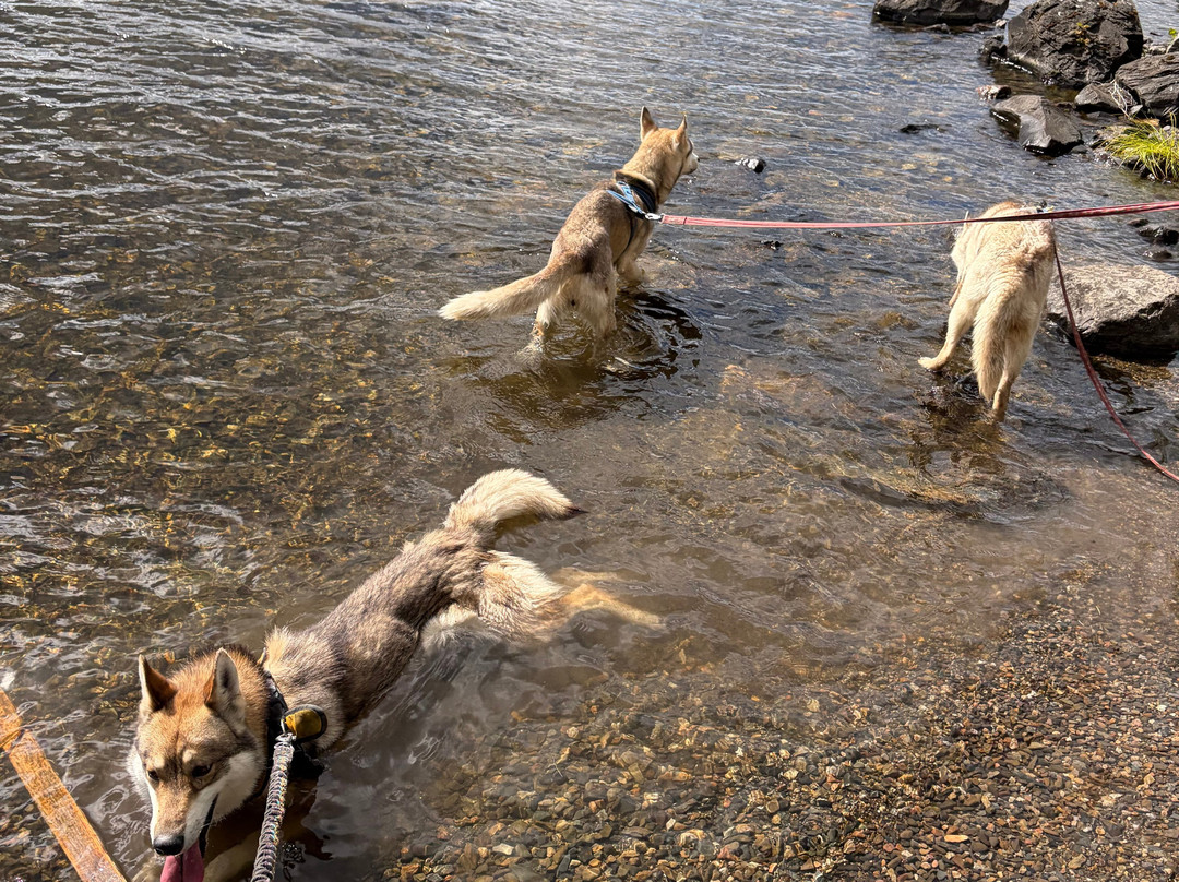 Nordic Husky Farm-Stromsund必去景点