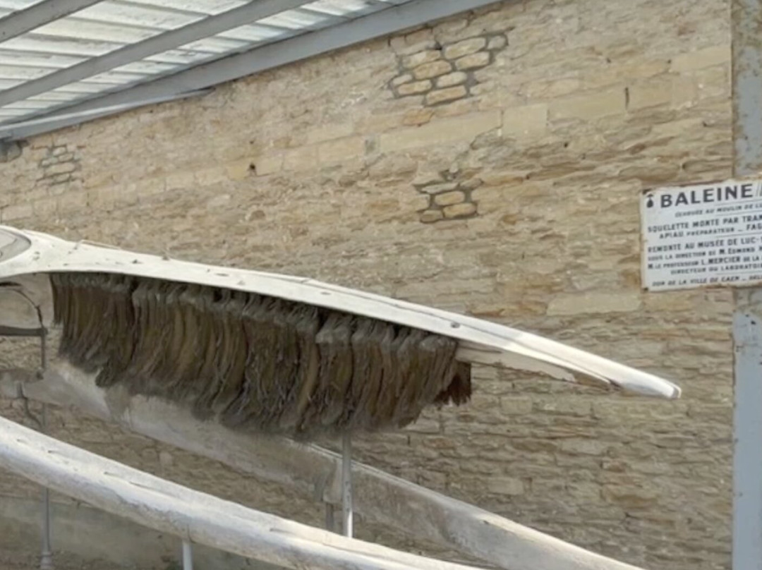La Maison de la Baleine-Luc-sur-Mer必去景点