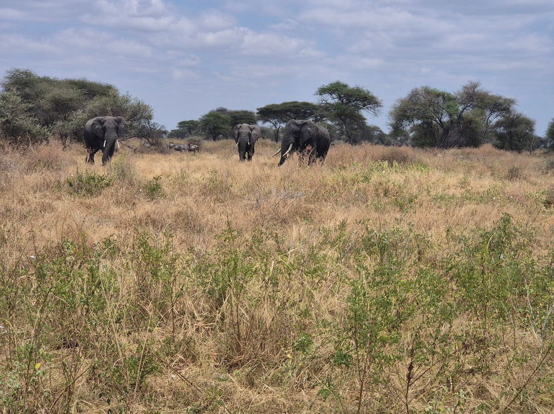 Furahia Tanzania Safari & Trekking Ltd-阿鲁沙必去景点