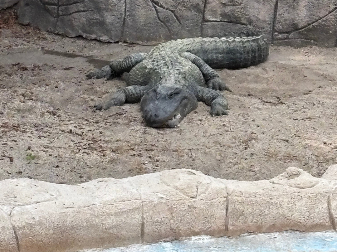 Rio Safari Elche-埃尔切必去景点