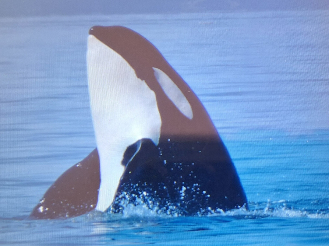 Seasmoke Whale Watching-Alert Bay必去景点