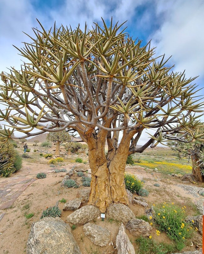 Quiver Tree Forest-Nieuwoudtville必去景点