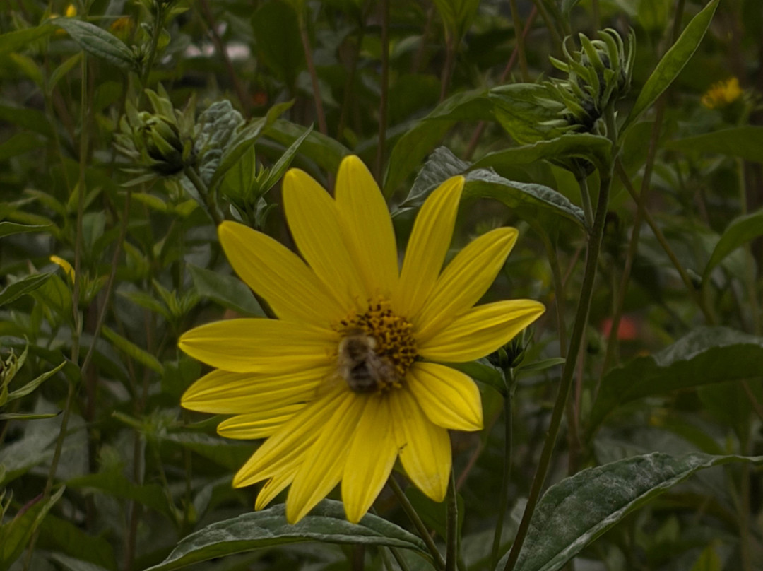 Botanical Garden Arboretum Oudenbosch-Oudenbosch必去景点