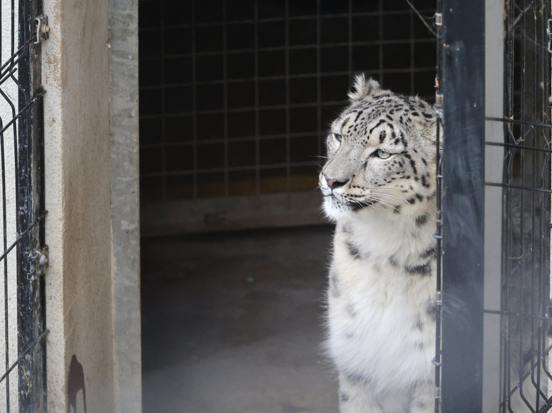 Welsh Mountain Zoo-科尔温湾必去景点