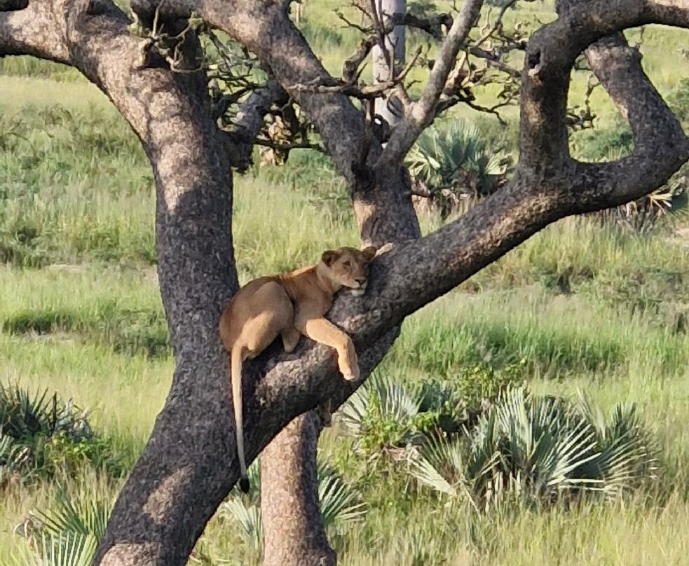 Nkuringo Safaris-布恩迪难以穿越的国家公园必去景点