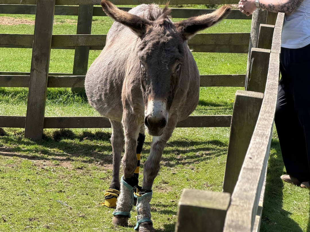The Flicka Foundation - Donkey Sanctuary-Penryn必去景点