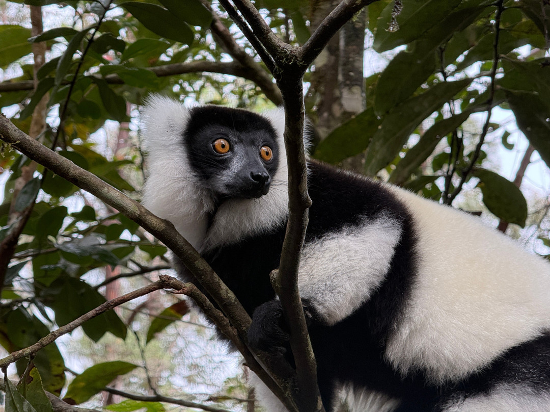 Wau Madagascar-安塔那那利佛必去景点