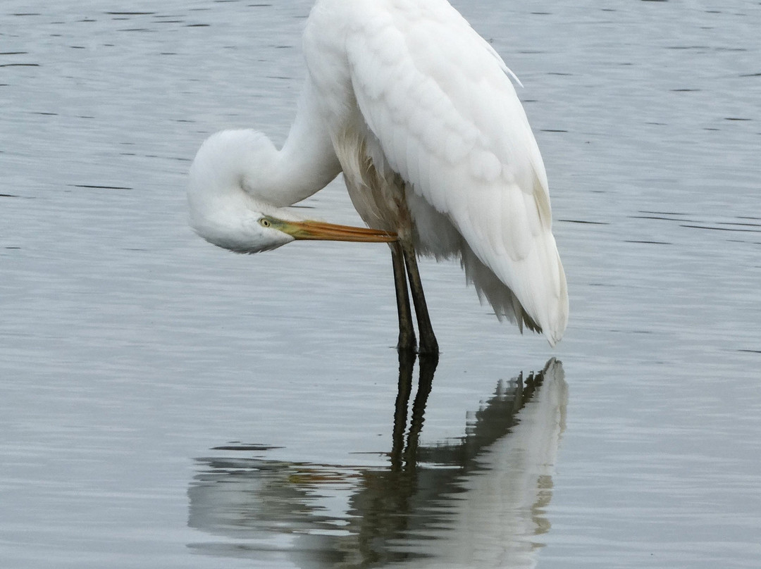RSPB Leighton Moss Nature Reserve-Silverdale必去景点