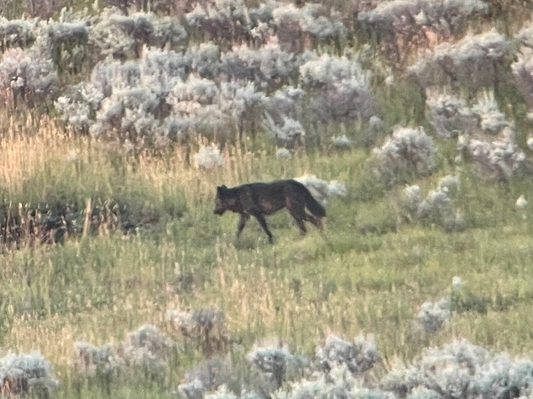 Yellowstone Wild-加德纳必去景点
