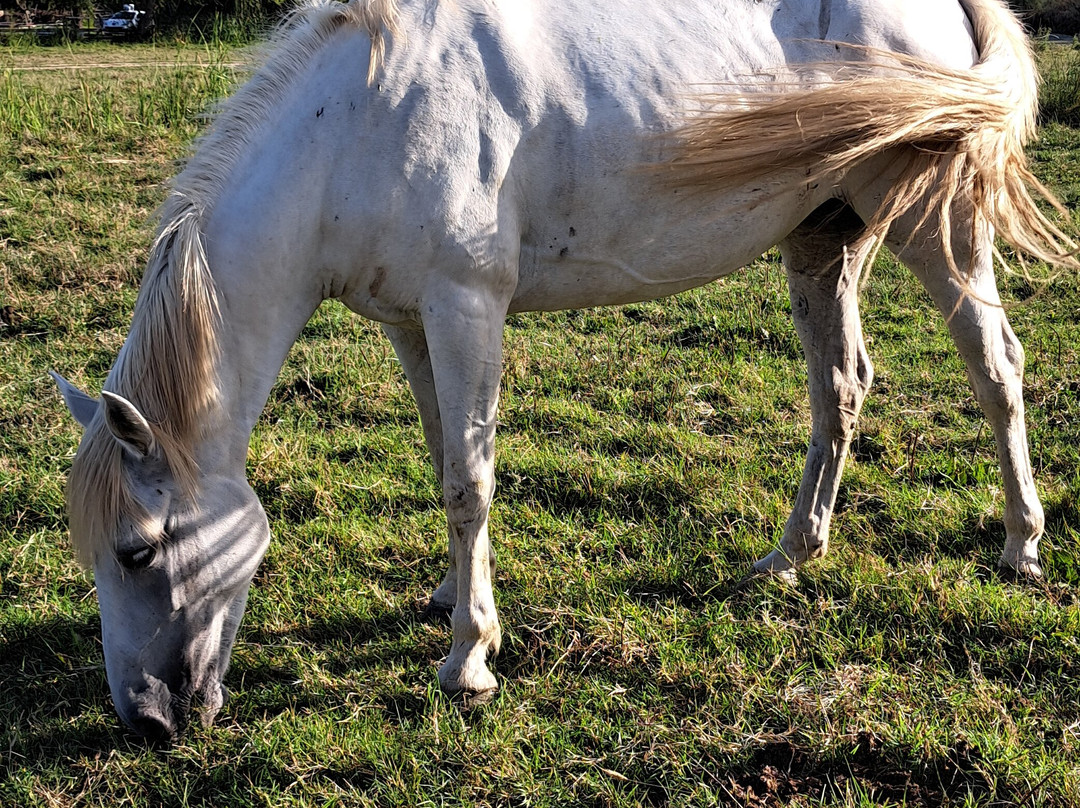 La Camargue d’antan-Beauvoisin必去景点