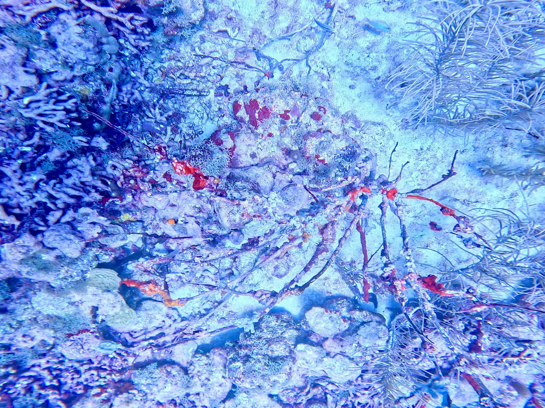 Aquanauts Grenada-True Blue必去景点