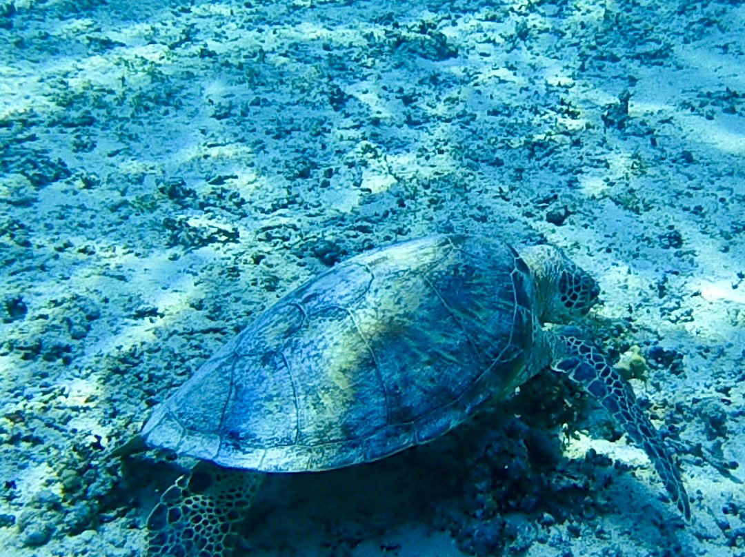 DSM Dive - Gili Trawangan-吉利特拉万安必去景点
