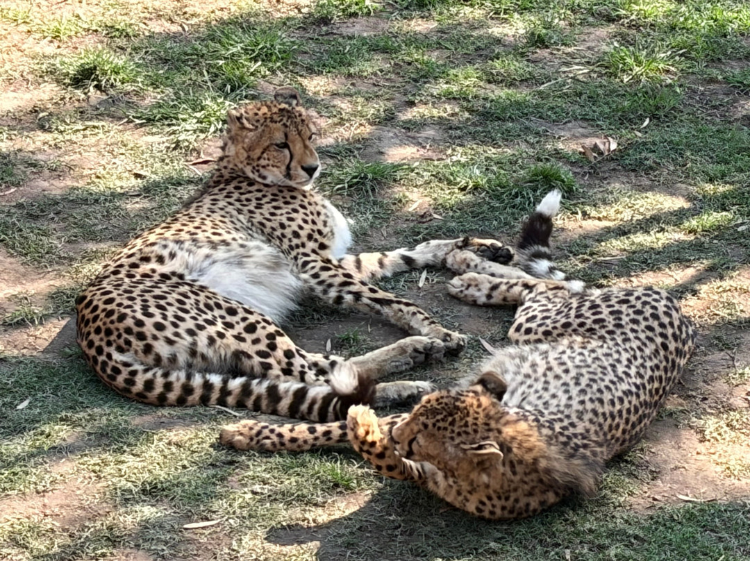 Cango Wildlife Ranch-奥兹洪必去景点