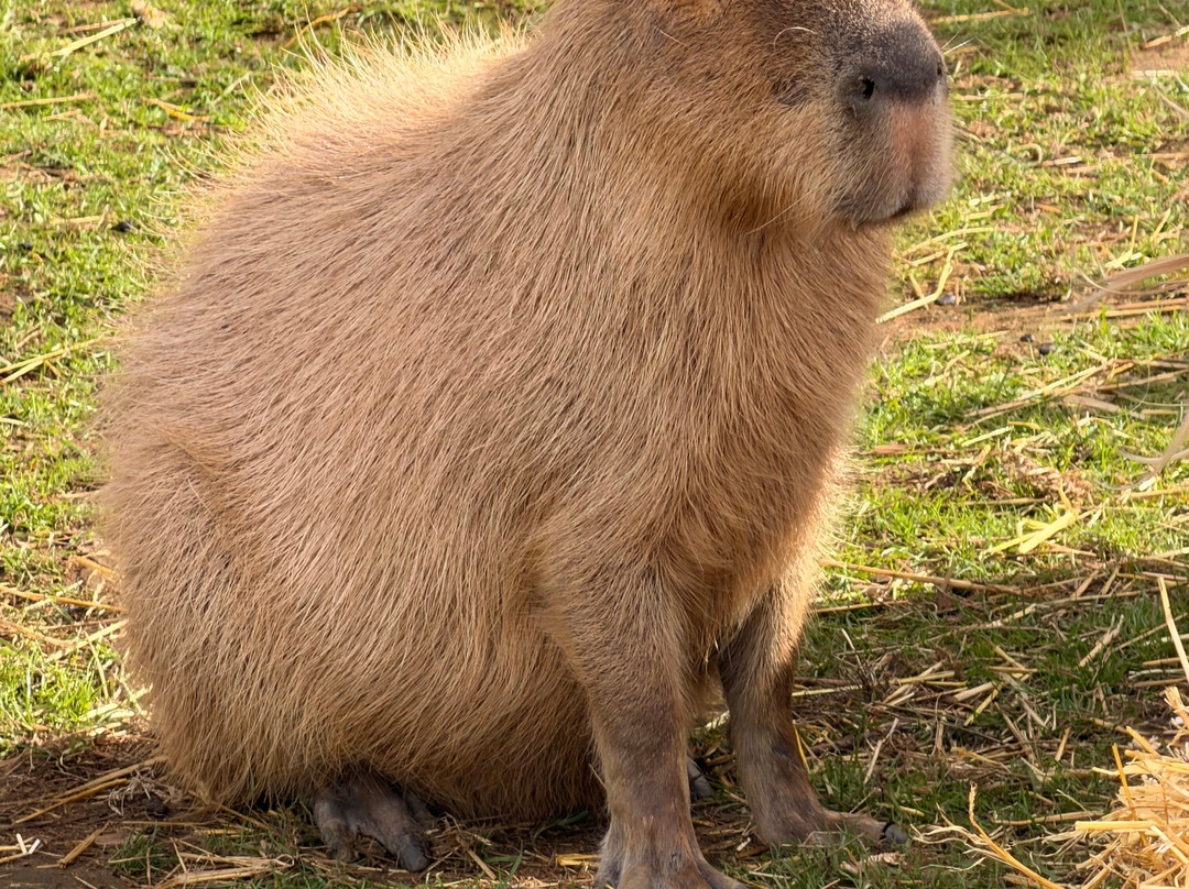 Bridlington Animal Park-布里德灵顿必去景点