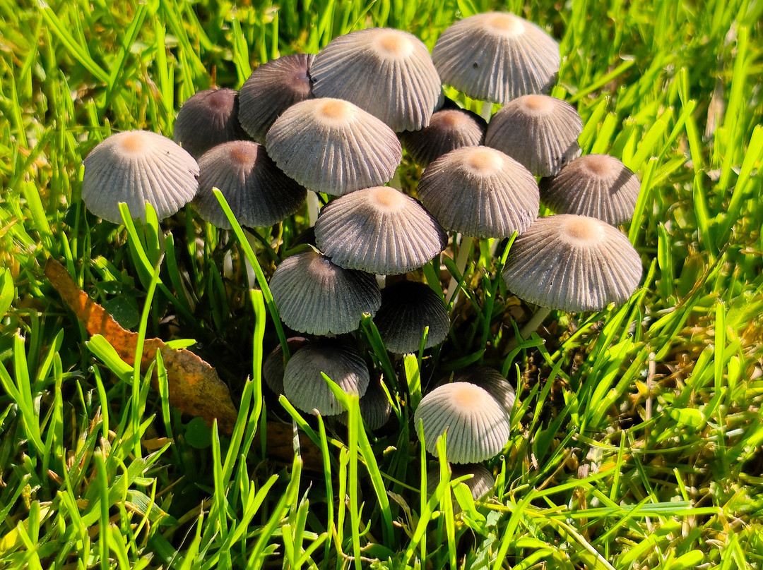 Plantentuin Meise-Meise必去景点