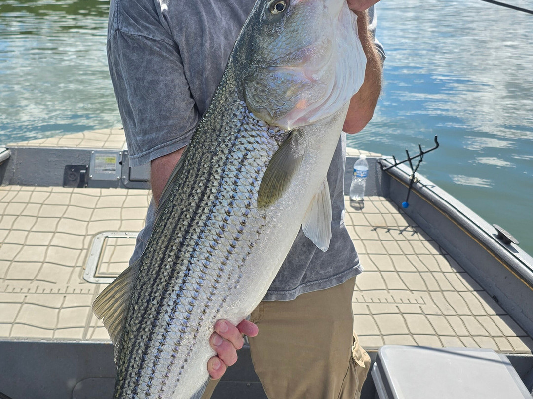 Tennessee River Monsters Fishing Guide Service - Striper, Catfish & Musky-Clinton必去景点
