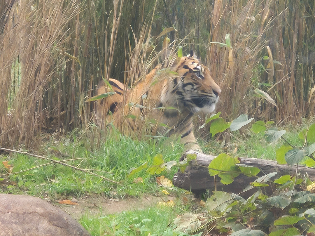 West Midlands Safari Park-Bewdley必去景点