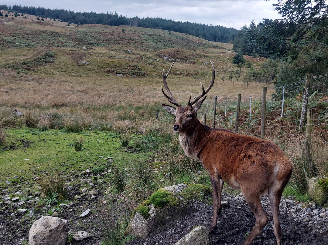 The Galloway Forest Park Red Deer Range-Castle Douglas必去景点
