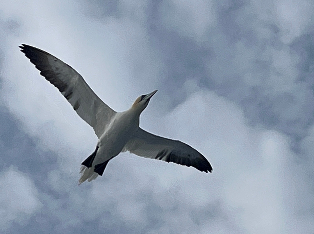 Seabirds and Seals - The Original Noss Boat Tours-Lerwick必去景点