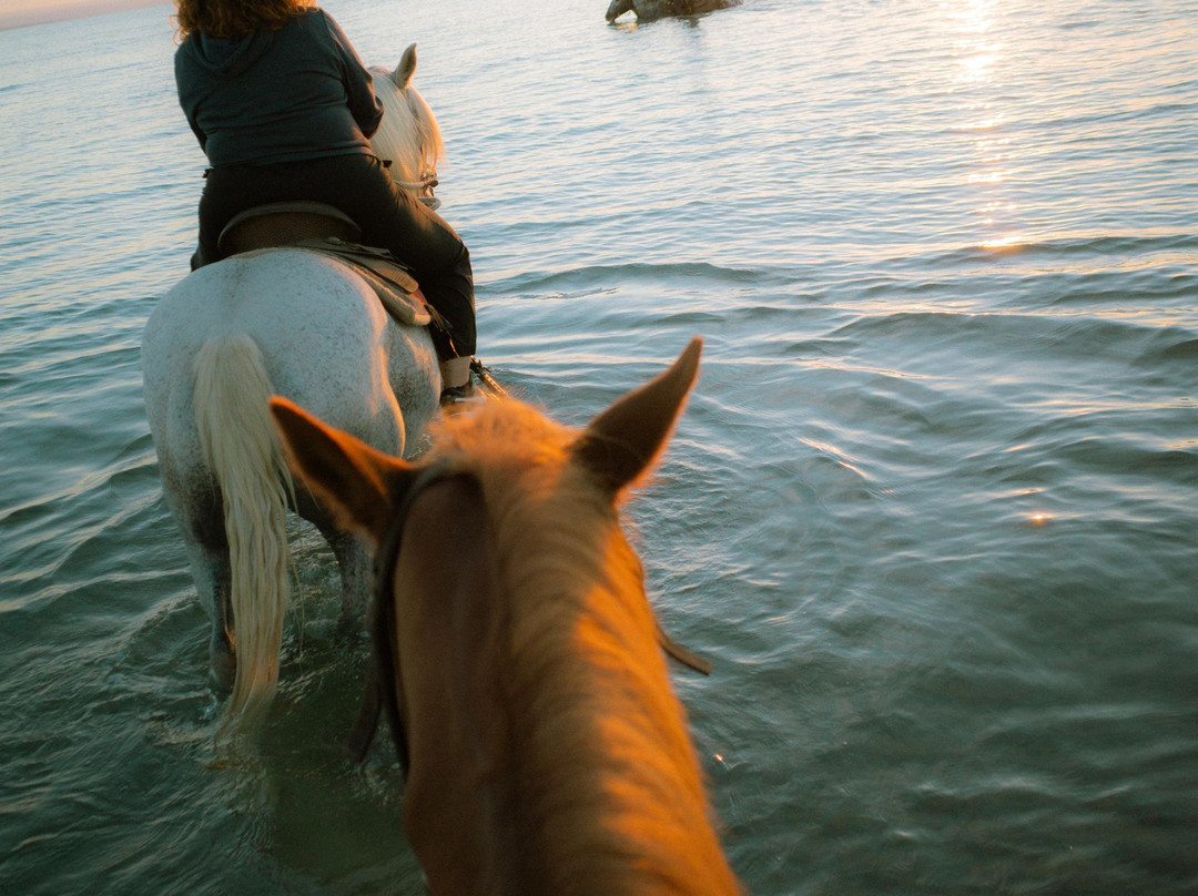 Family Horses 373-5361953-Marina di Ginosa必去景点