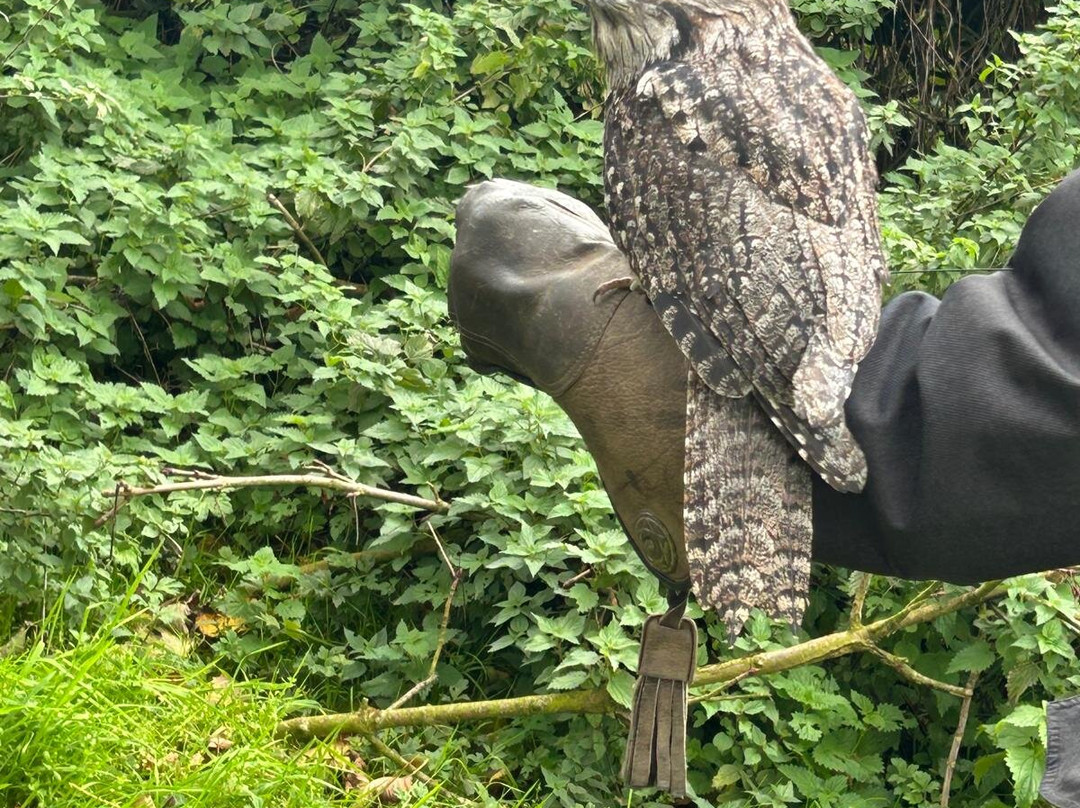 The British Bird of Prey Centre-喀麦登必去景点
