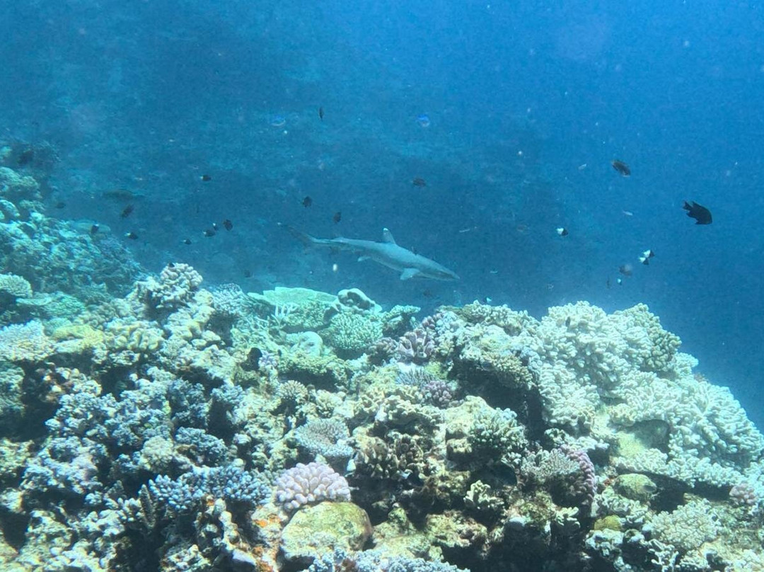 Tieti Diving-Poindimie必去景点