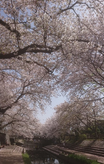 Konosu Fukiage Motoarakawa Hashizukushi-鸿巢市必去景点