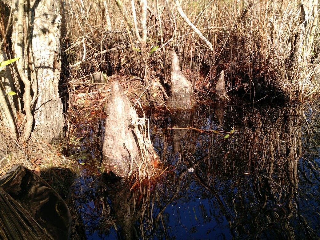 Alligator River National Wildlife Refuge景点图片