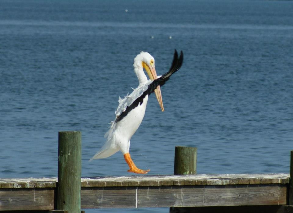 Atlantic Flyway景点图片