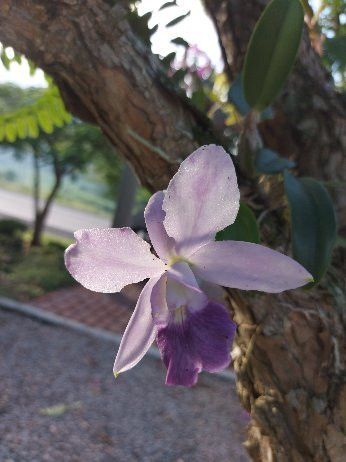 Paraiso das Flores-Encantado必去景点