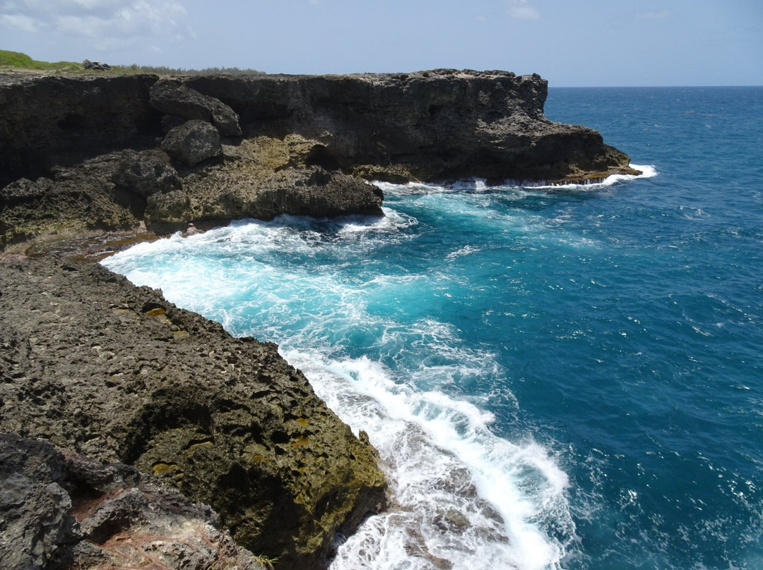 巴巴多斯旅游景点-Animal Flower Cave